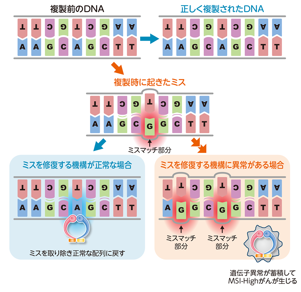 ミスマッチ修復機構とMSI-Highがん
