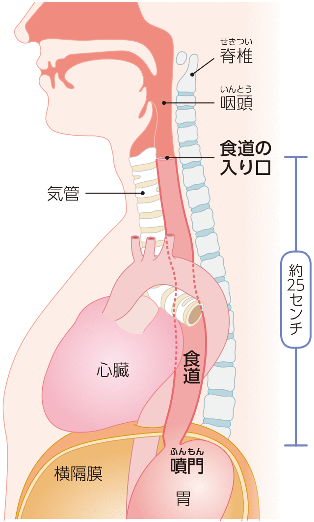 食道のしくみ