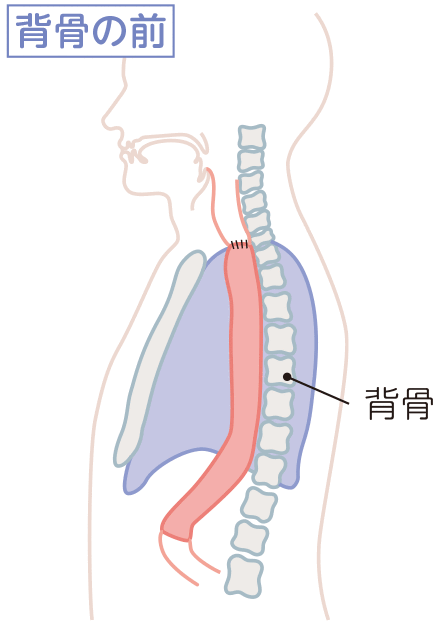 背骨の前