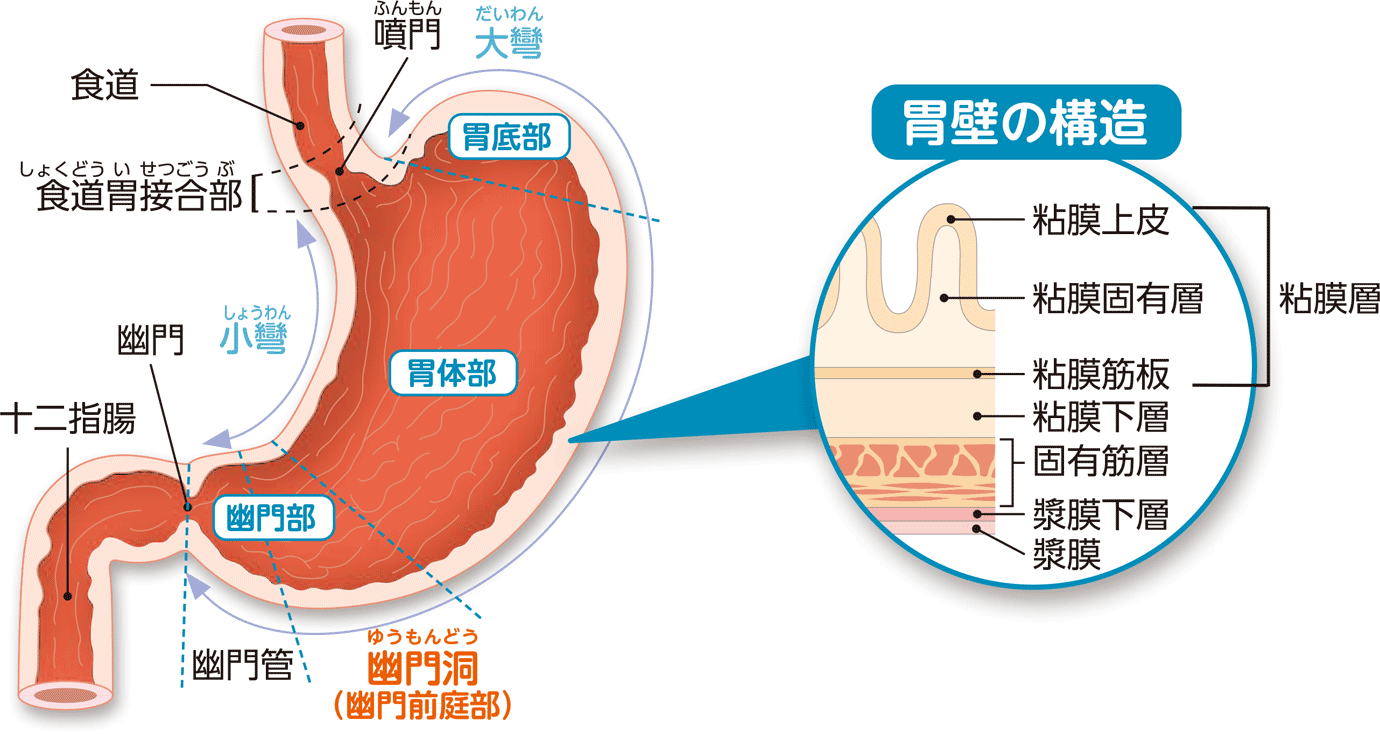 治療ガイド 胃の働きと構造