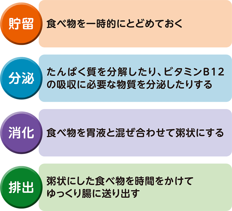 貯留：食べ物を一時的にとどめておく　分泌：たんぱく質を分解したり、ビタミンB12の吸収に必要な物質を分泌したりする　消化：食べ物を胃液と混ぜ合わせて粥状にする　排出：粥状にした食べ物を時間をかけてゆっくり腸に送り出す