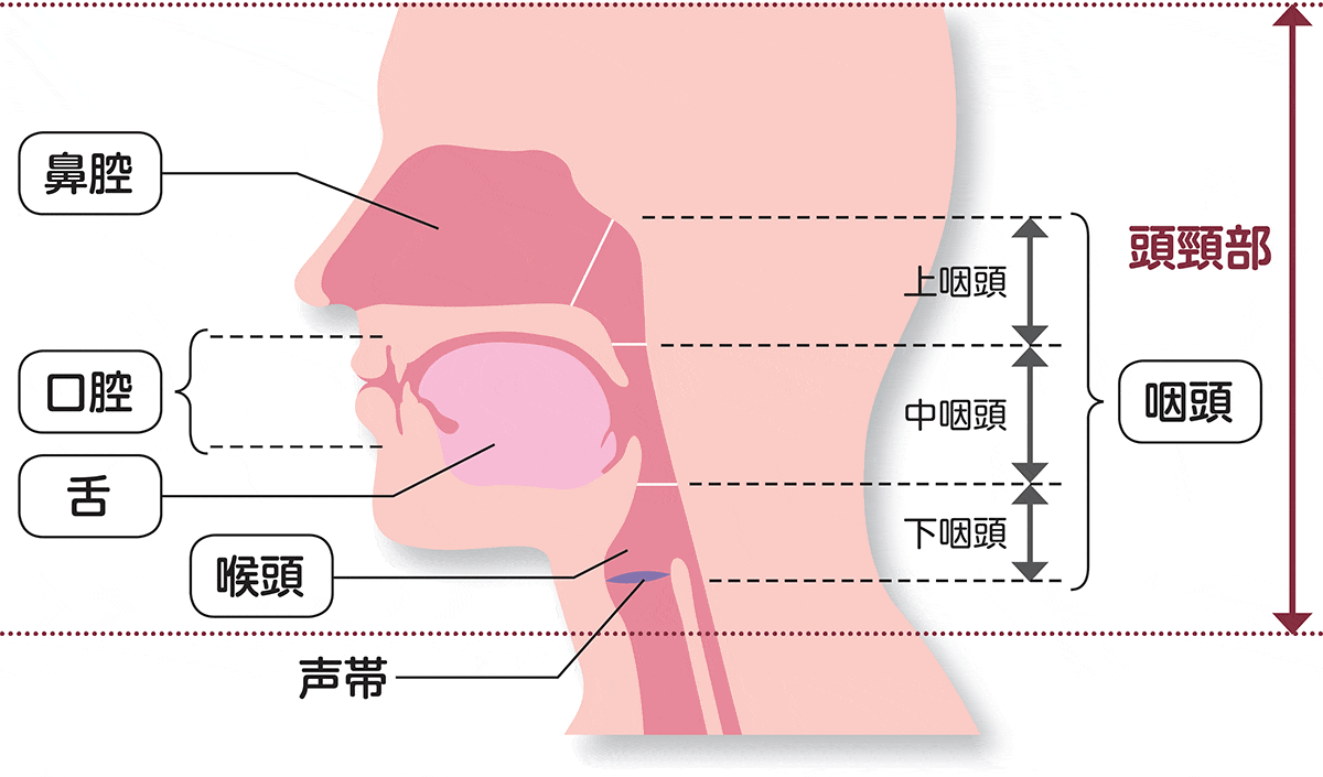 頭頸部がんができる主な部位