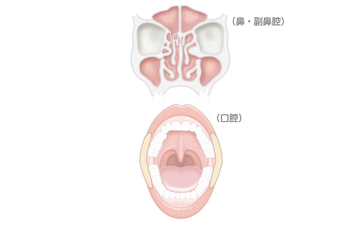 鼻・副鼻腔　口腔