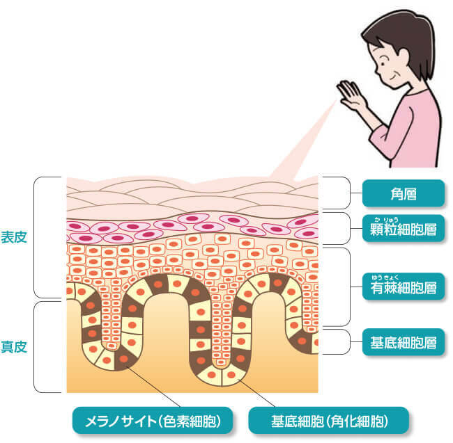 皮膚の構造の図。皮膚は、表皮と真皮に分かれます。表皮は、さらに角層、顆粒細胞層、有棘細胞層、基底細胞層の4つの層から成り、基底細胞層には、メラノサイト（色素細胞）と基底細胞（角化細胞）があります。