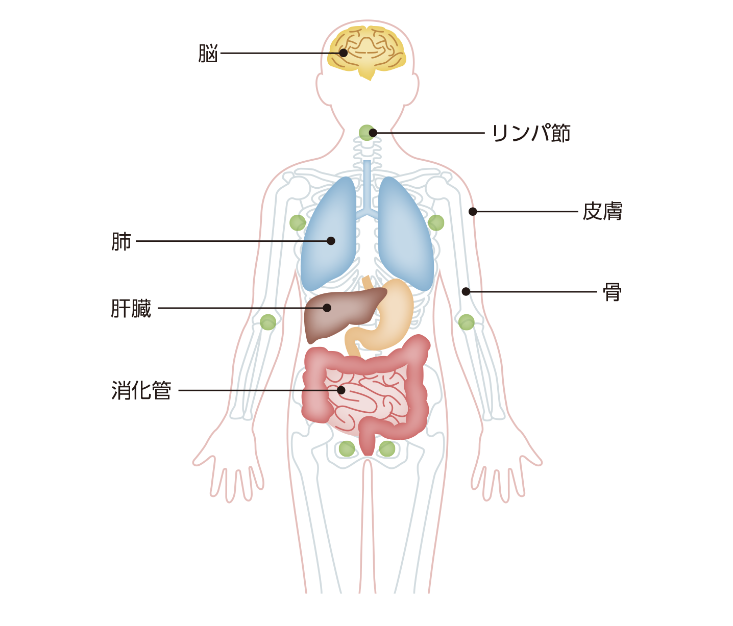 転移しやすい臓器