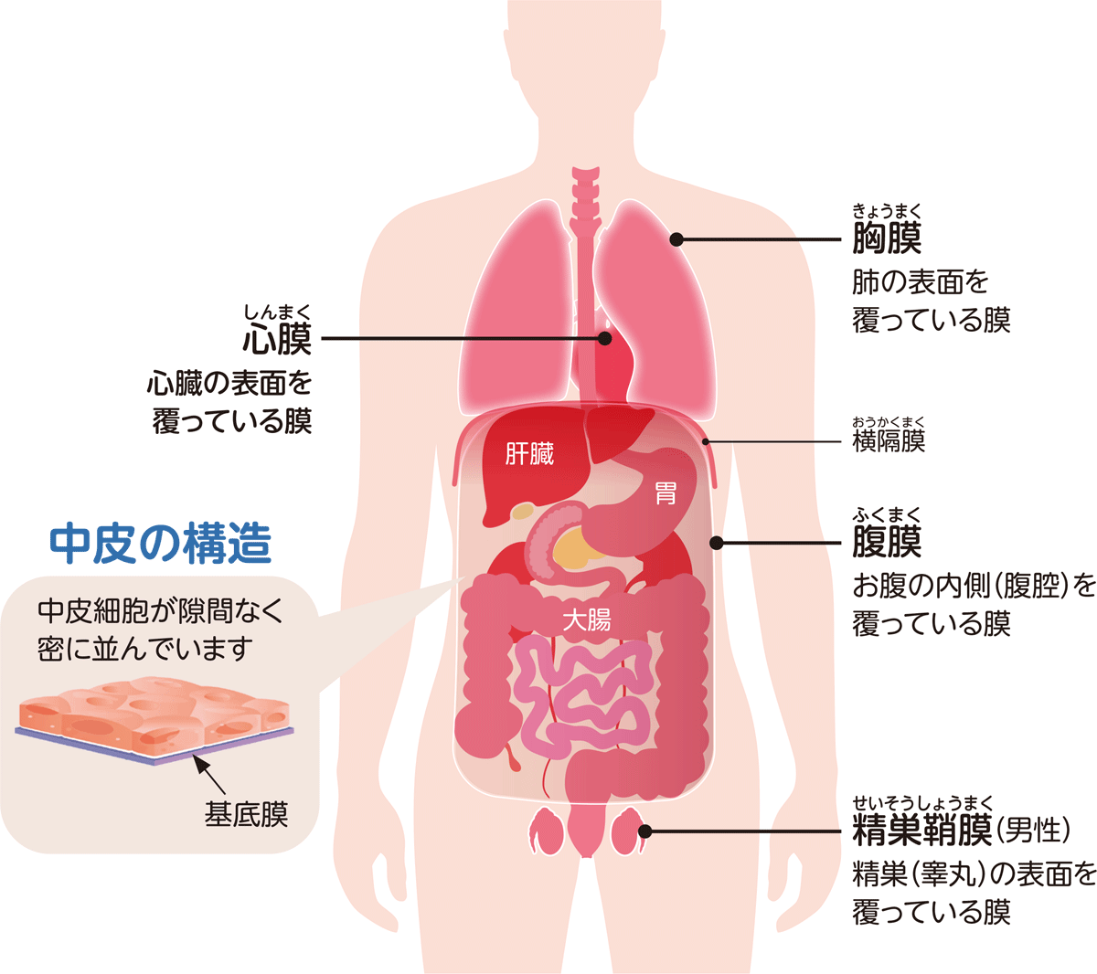 中皮の構造の図