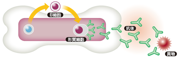 正常な形質細胞の働き