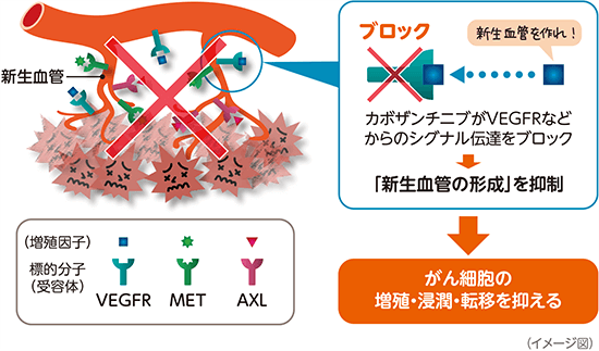 分子標的薬「カボザンチニブ」の働き