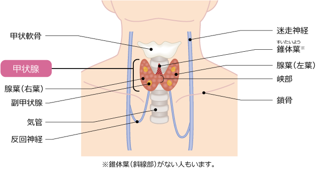 甲状腺