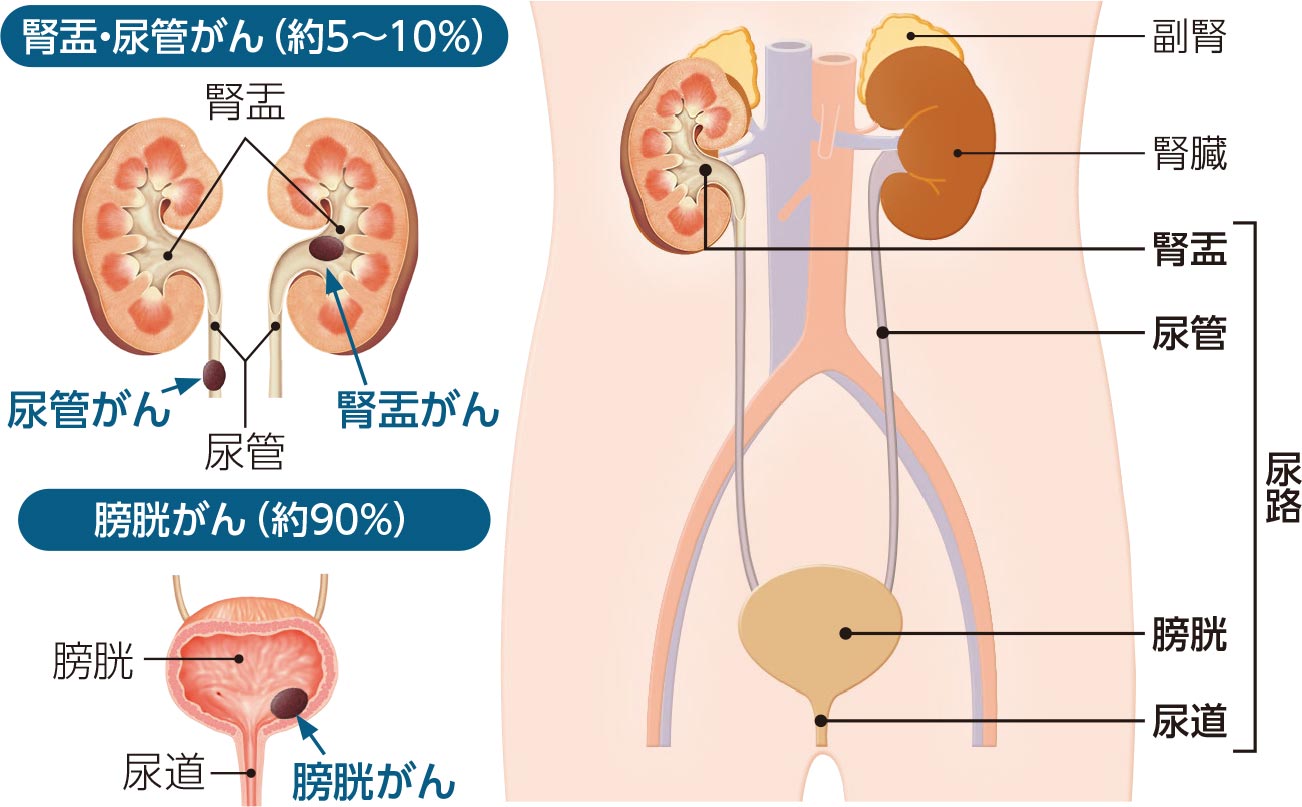 腎盂・尿管・膀胱の位置と働き