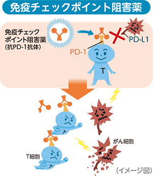 がん免疫療法（免疫チェックポイント阻害薬）