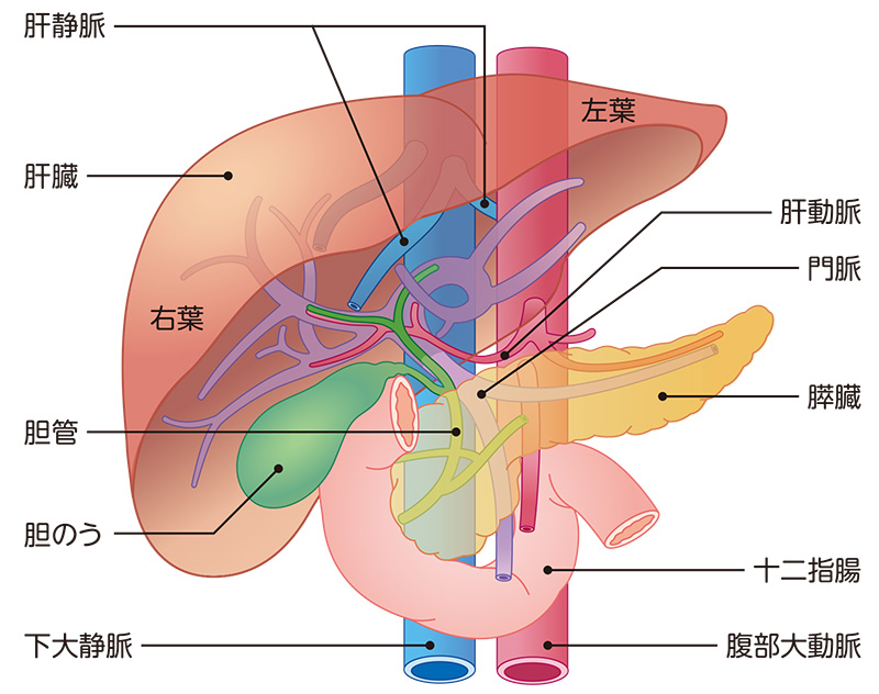 肝臓の働きと構造