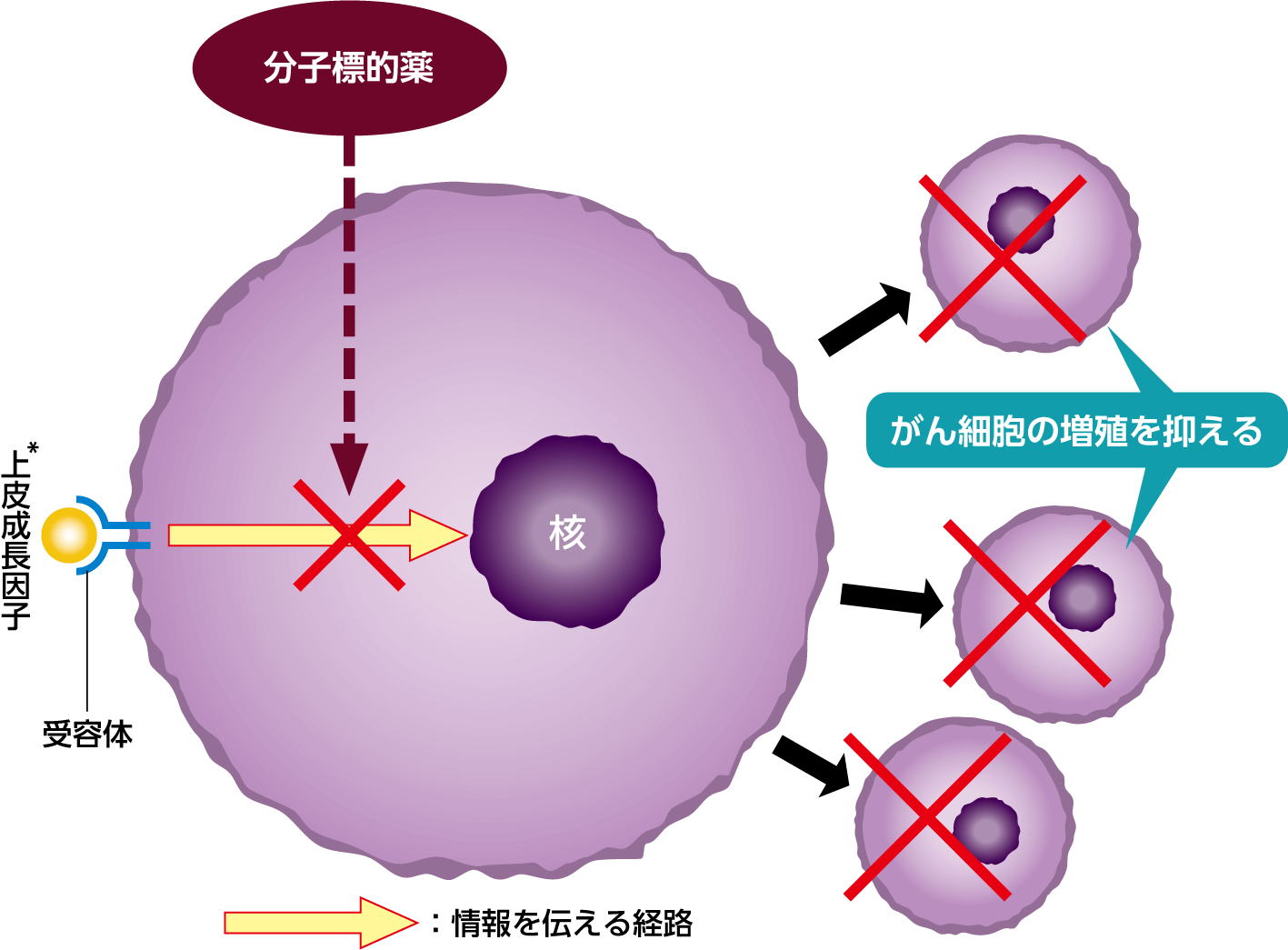 分子標的薬による薬物治療