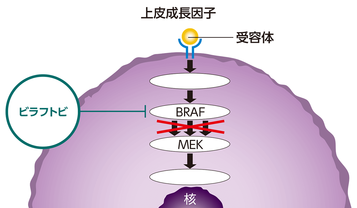 ビラフトビががん細胞の増殖を抑えるしくみ