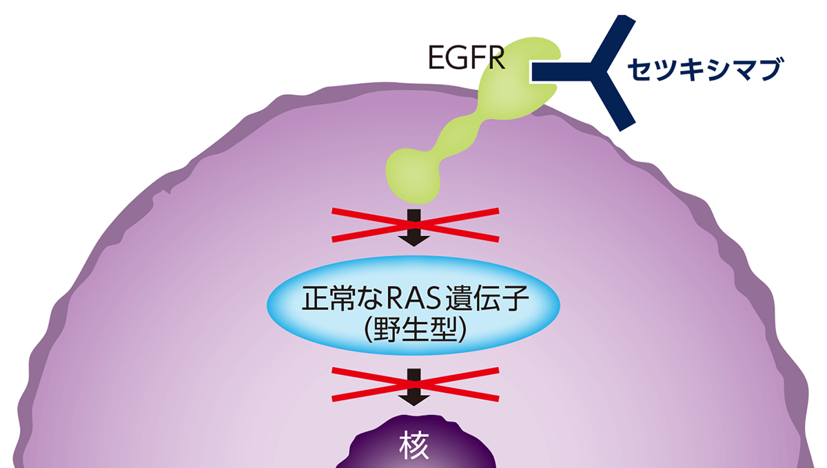 セツキシマブががん細胞の増殖を抑えるしくみ