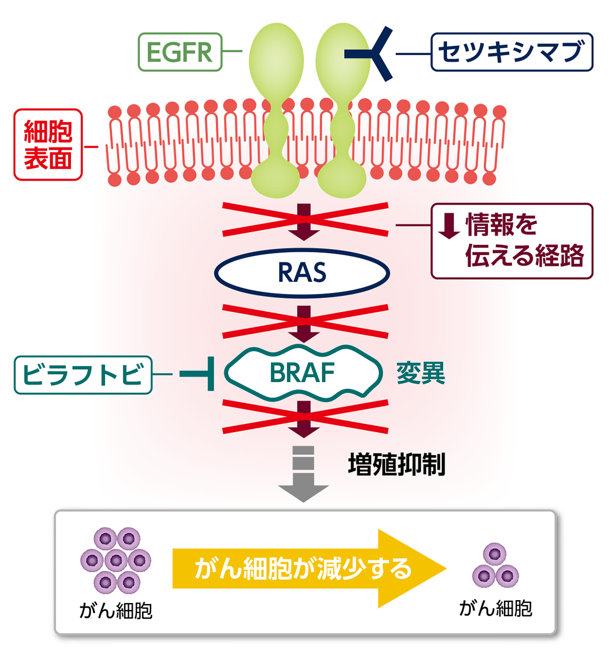 分子標的薬のはたらくイメージ