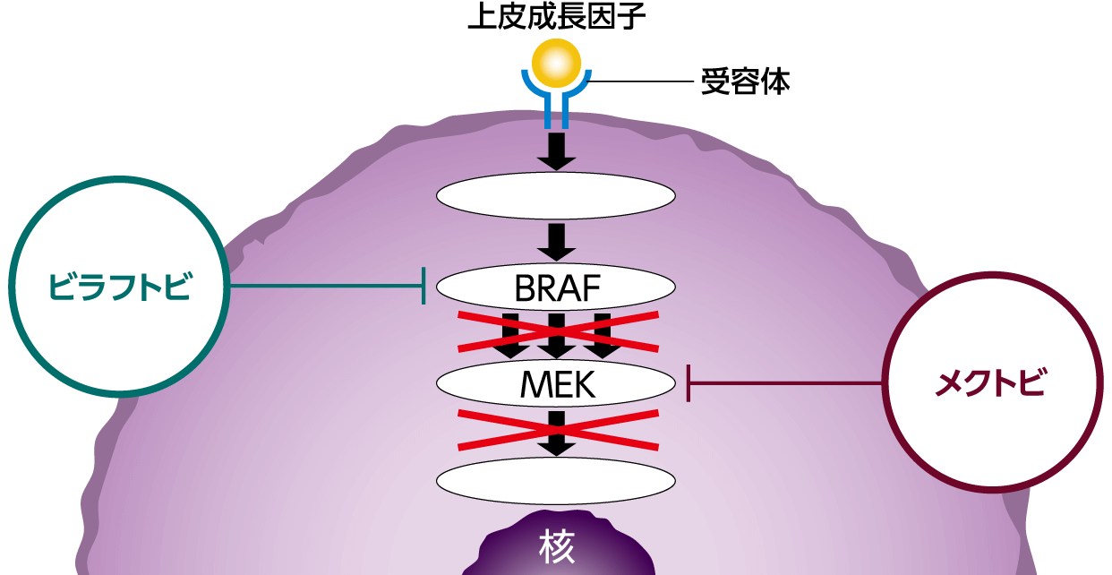 ビラフトビとメクトビががん細胞の増殖を抑えるしくみ