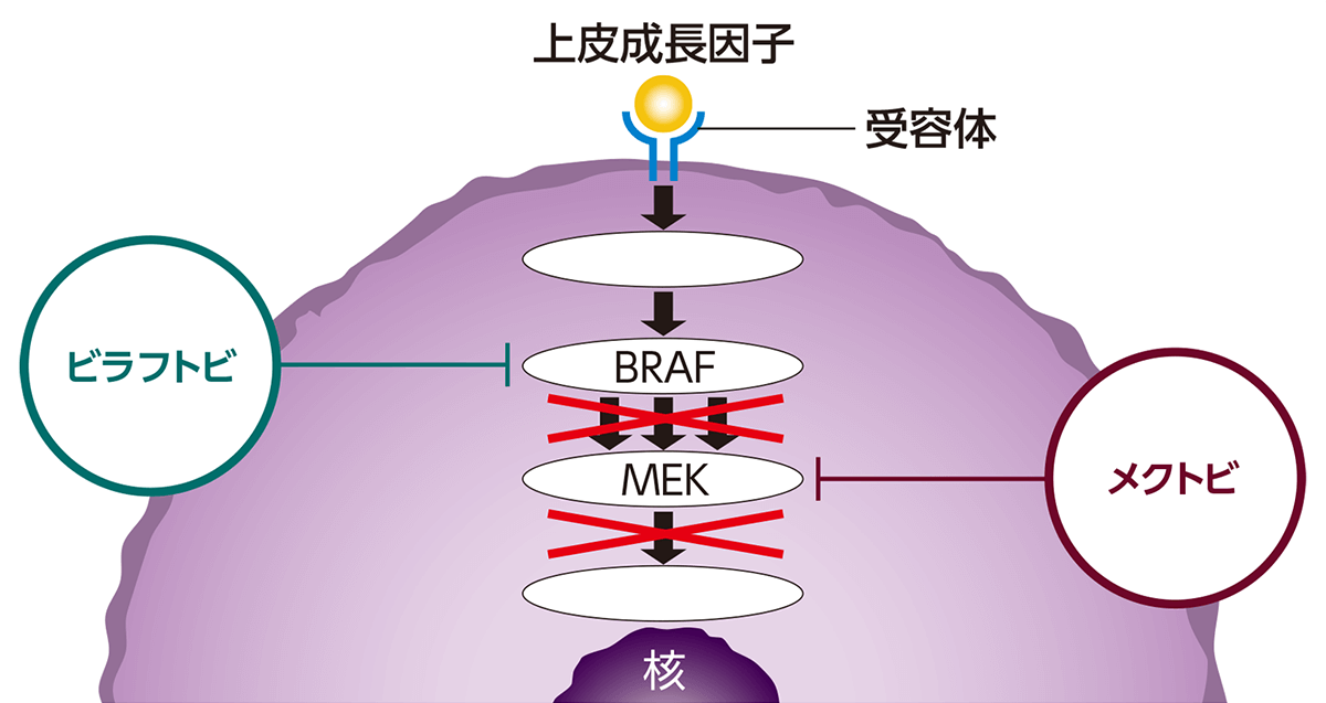 ビラフトビとメクトビががん細胞の増殖を抑えるしくみ