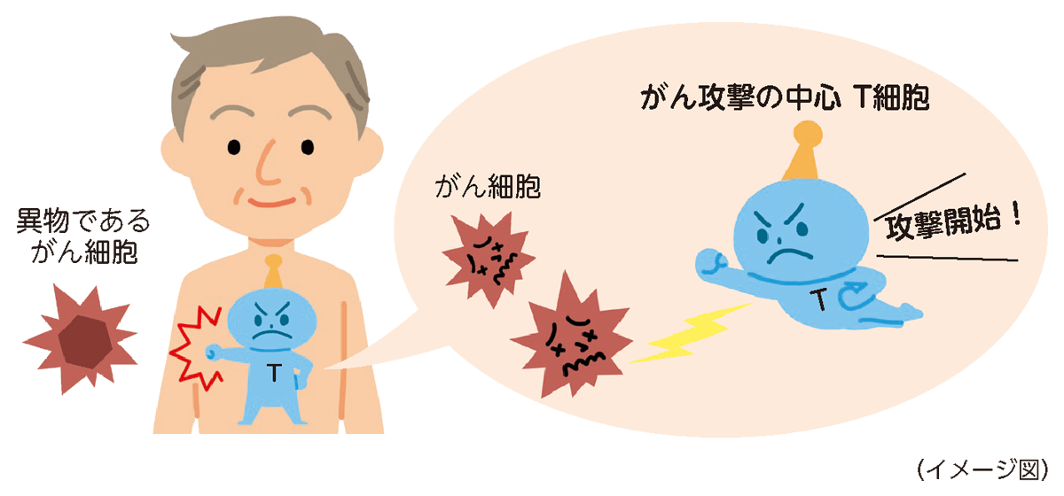 T細胞は、がん細胞を見つけると活性化して攻撃をしかけます。