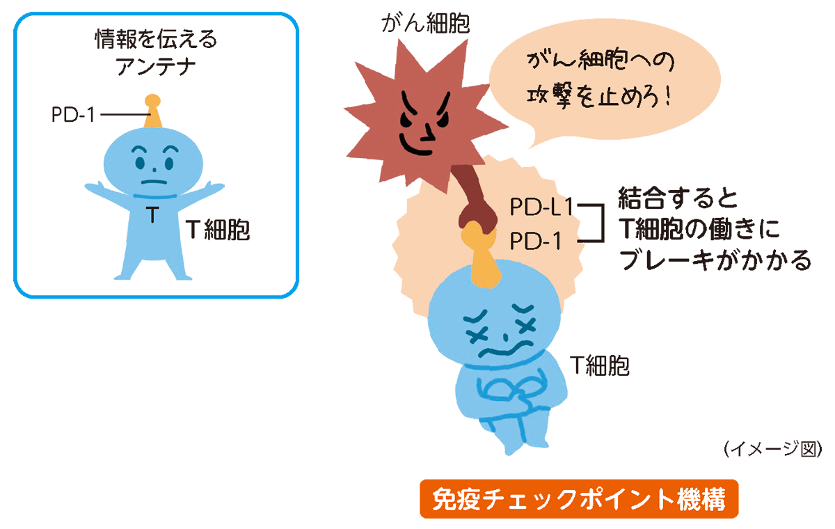 免疫チェック機構