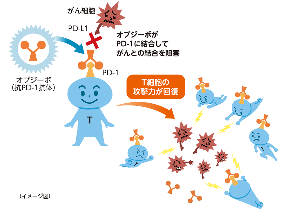 オプジーボの働き