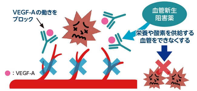 血管新生阻害剤薬の働く仕組み