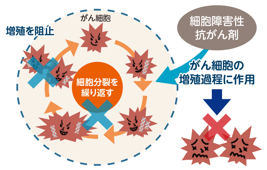 抗がん剤が働く仕組み