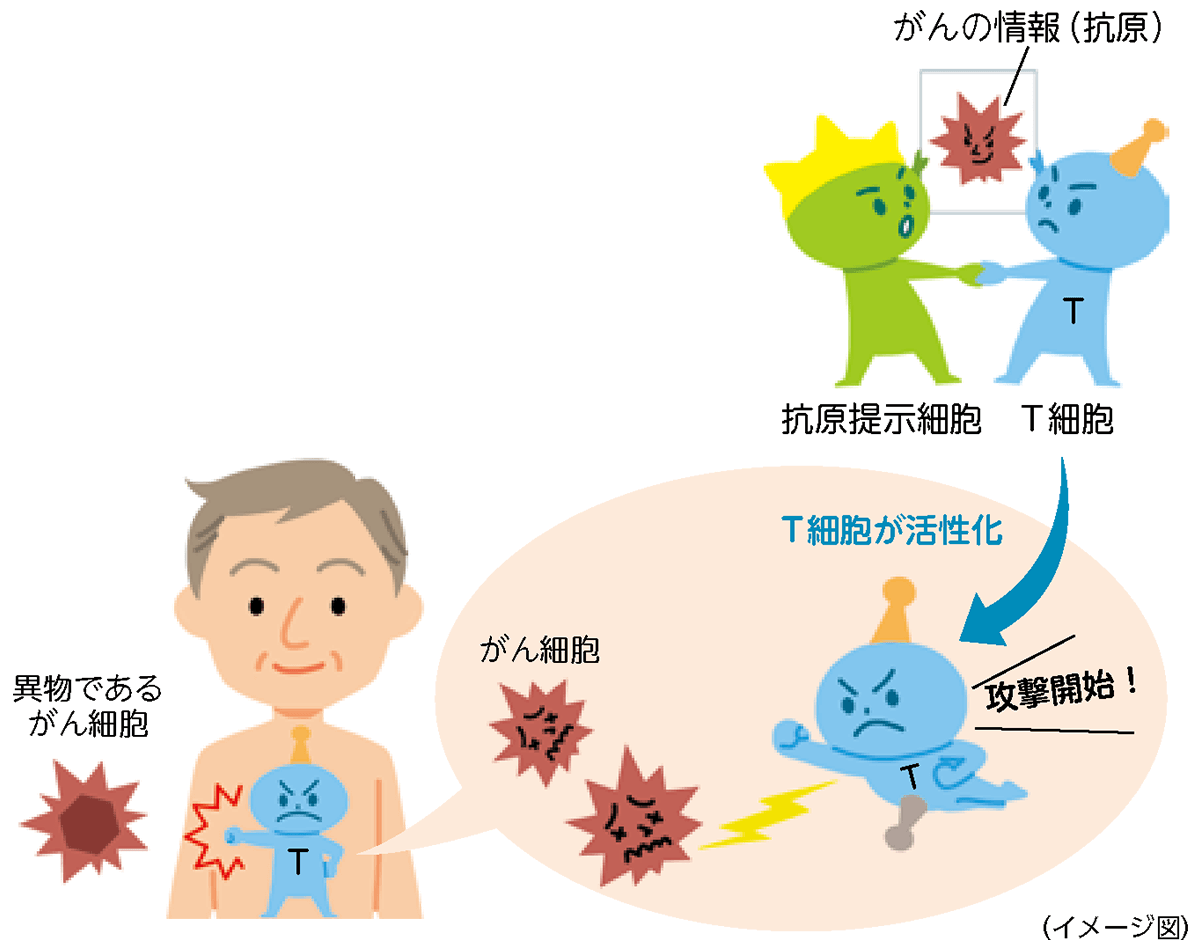 がん攻撃の中心として働くT細胞