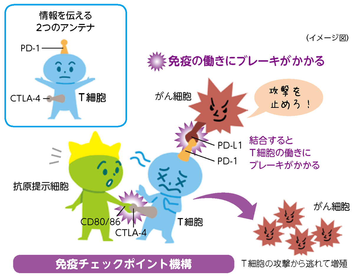 T細胞の情報を伝えるアンテナにがん細胞や抗原提示細胞が結びつくことで抑制信号がT細胞に伝えられ、免疫の働きにブレーキがかかる「免疫チェックポイント機構」の仕組みです。