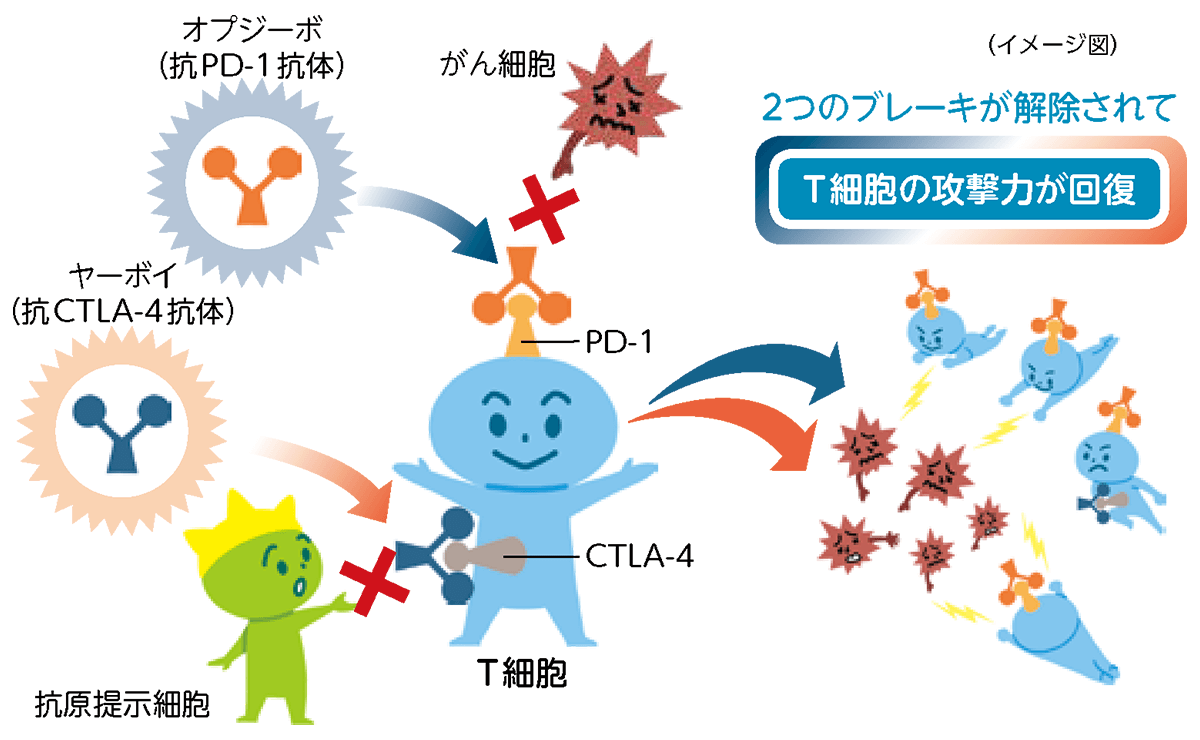 ２種類の免疫チェックポイント阻害薬