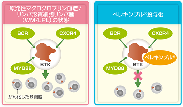 ベレキシブルのWM/LPLに対する働き