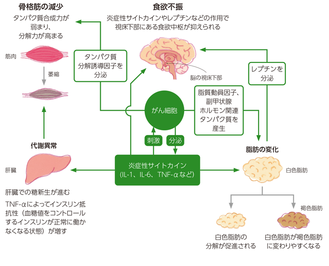 がん悪液質のメカニズム