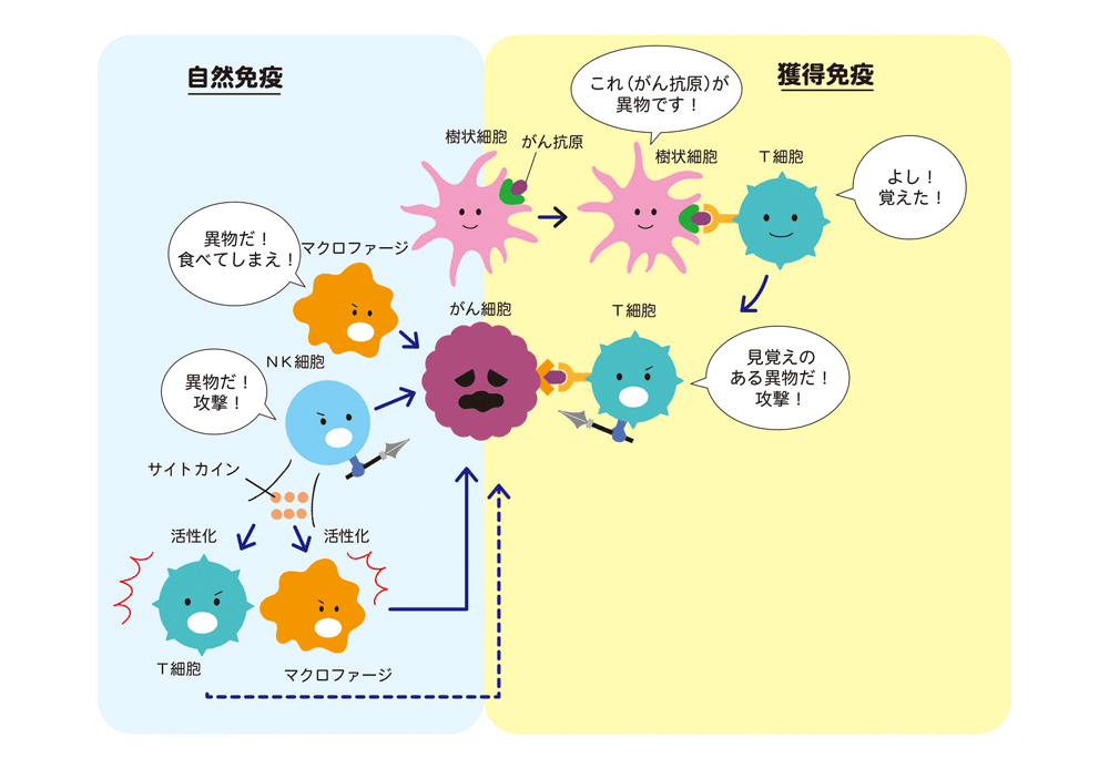 自然免疫と獲得免疫
