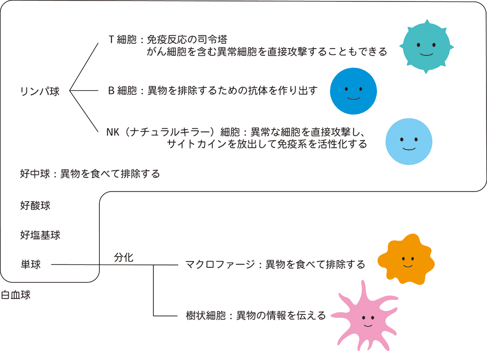がん免疫で重要な役割