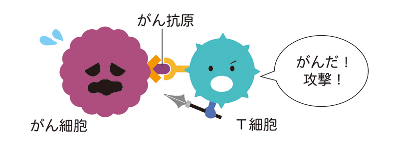 免疫細胞ががん抗原を認識してがん細胞を攻撃する