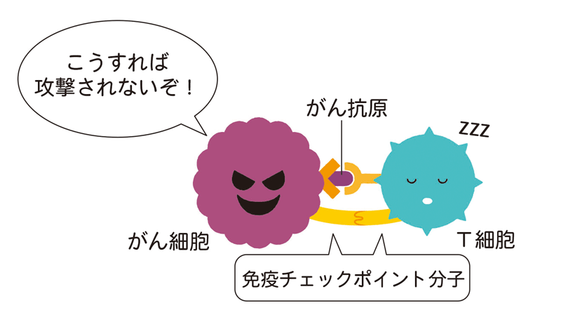 がん細胞の免疫チェックポイント分子がT細胞の免疫チェックポイントに結合すると、「攻撃やめ！」の指令が入り、免疫反応が抑制される