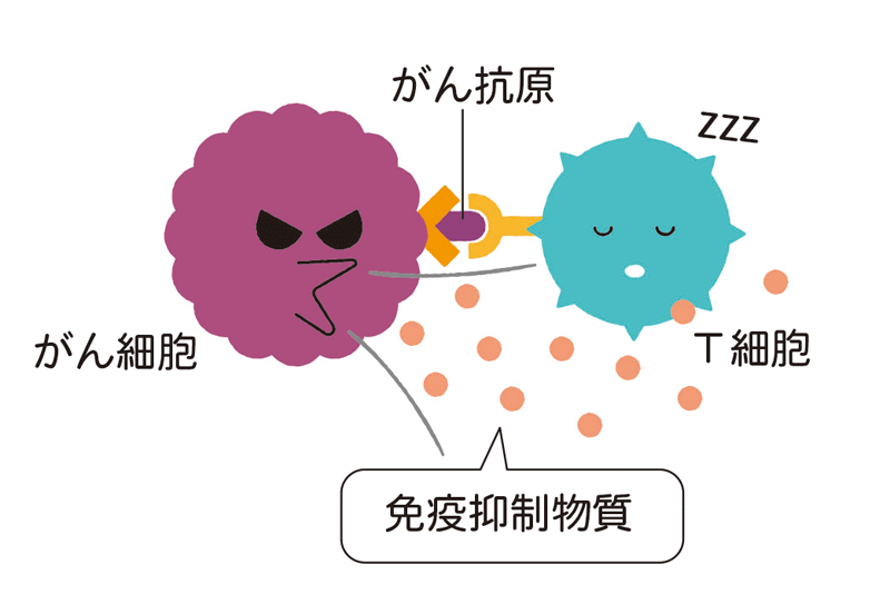 免疫を抑制する物質を出して、免疫細胞のはたらきを弱める