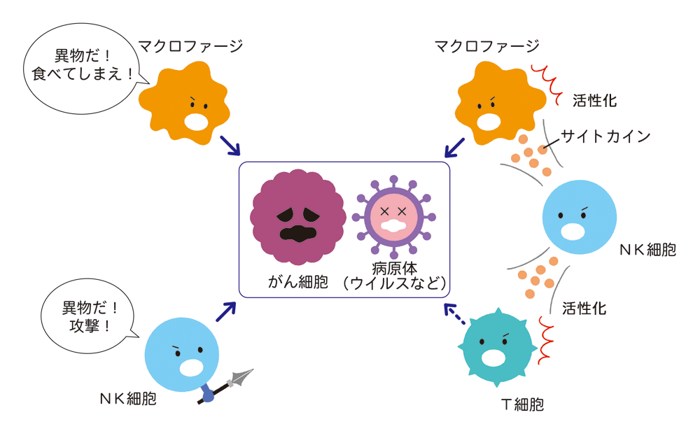自然免疫（最初の防衛ライン）
