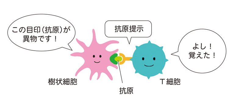 自然免疫から異物の情報が伝えられ、第二の防衛ラインが作られる