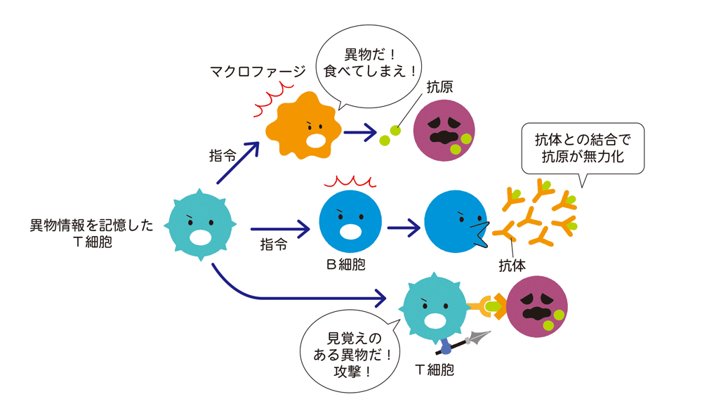 獲得免疫（第二の防衛ライン）