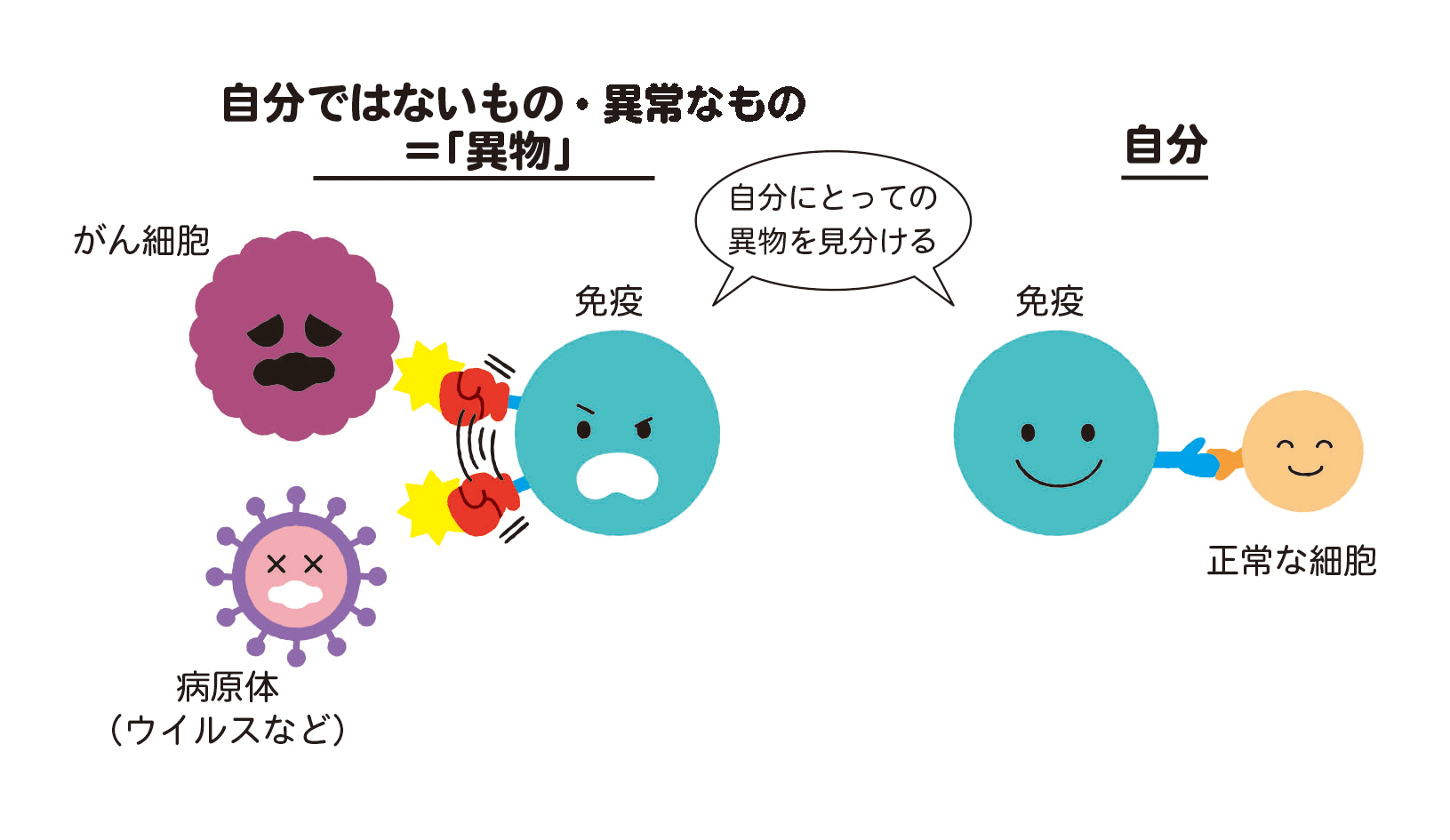 免疫とは、自分ではない「異物」を見分けて攻撃し、取り除くシステム