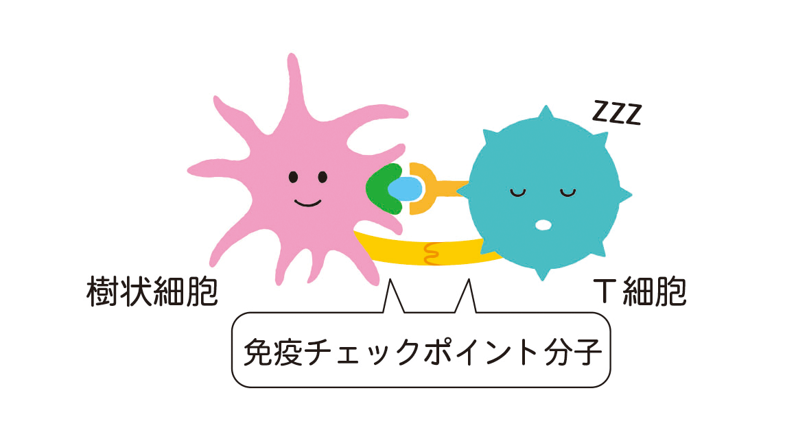 免疫チェックポイント分子