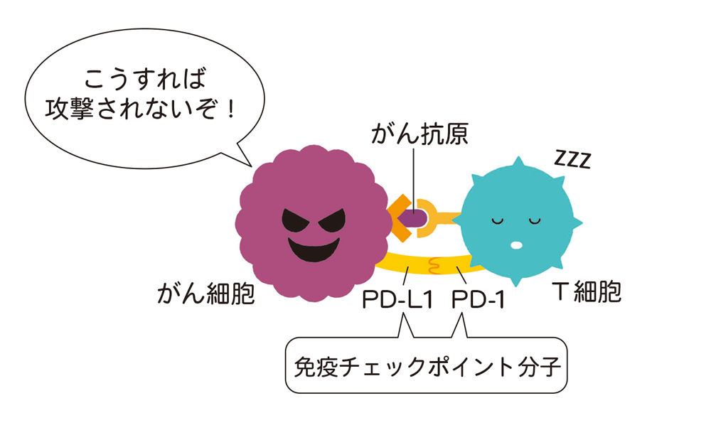 免疫の攻撃から逃れ、生き残ろうとするがん細胞