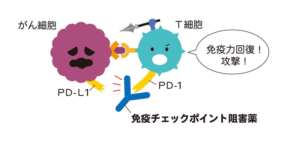 免疫チェックポイント阻害薬は、免疫へのブレーキを解除して、攻撃力を回復させる
